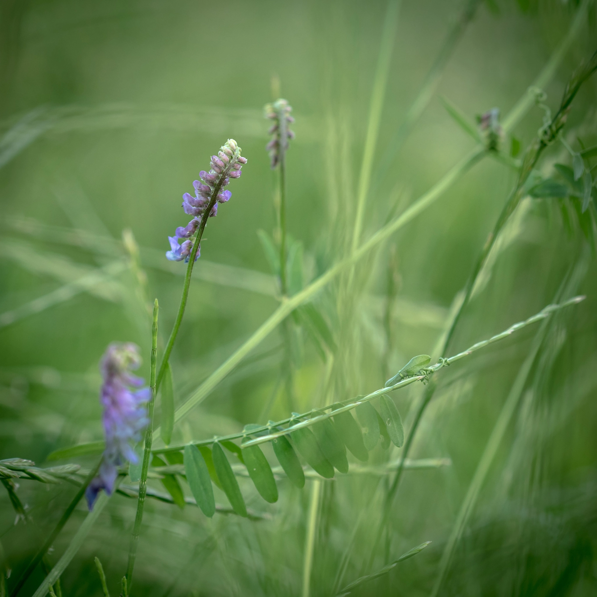 Panasonic Lumix DMC-GH4 + Olympus M.Zuiko Digital ED 75mm F1.8 sample photo. Evening light photography