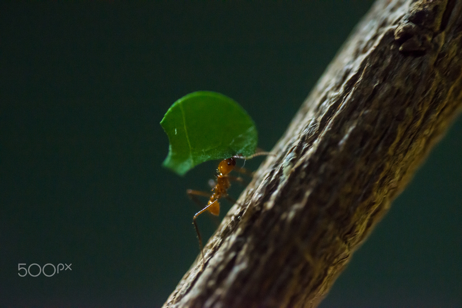 Sigma 150mm F2.8 EX DG OS Macro HSM sample photo. Ant photography
