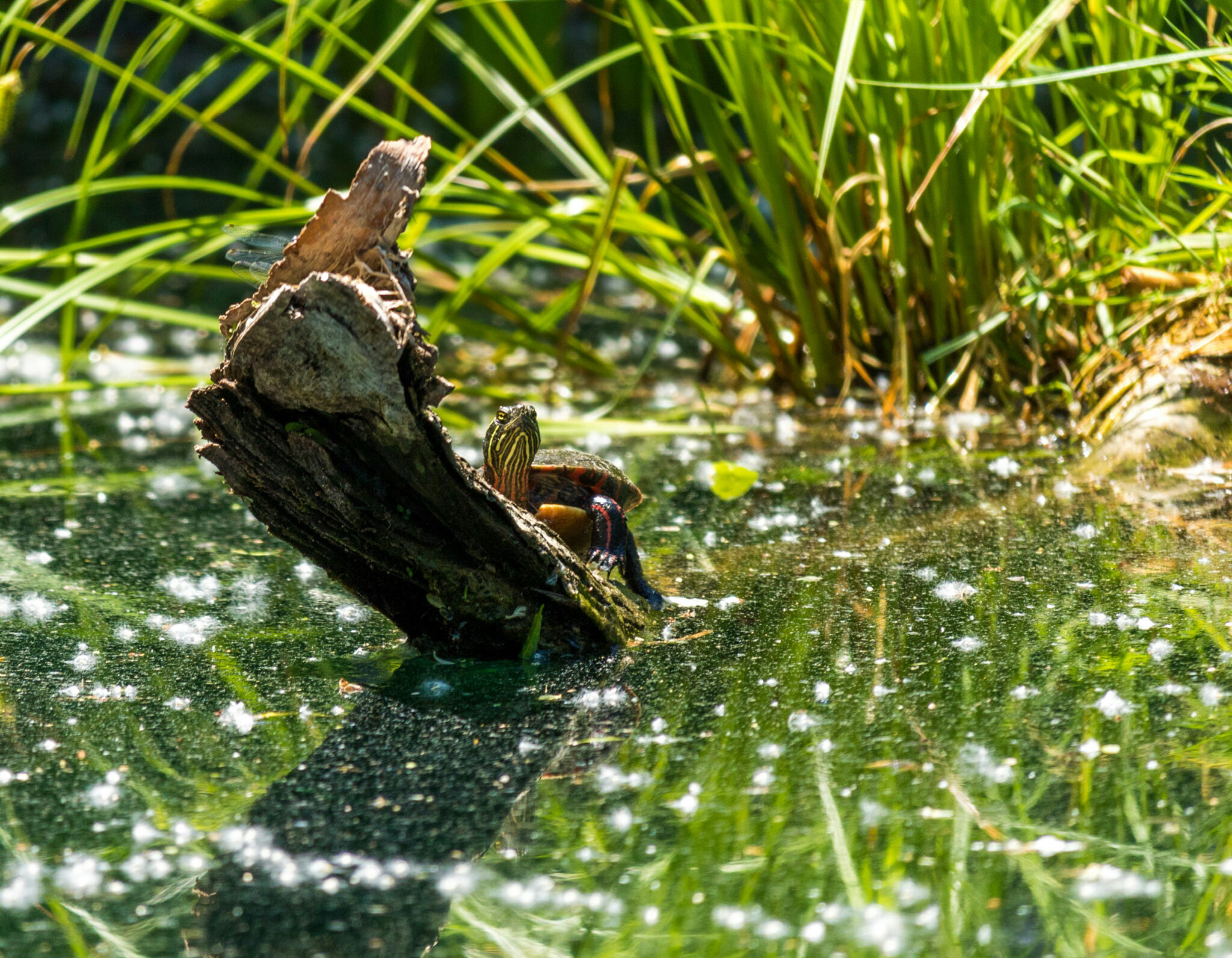 Canon EF-S 55-250mm F4-5.6 IS STM sample photo. Turtle on log ii photography