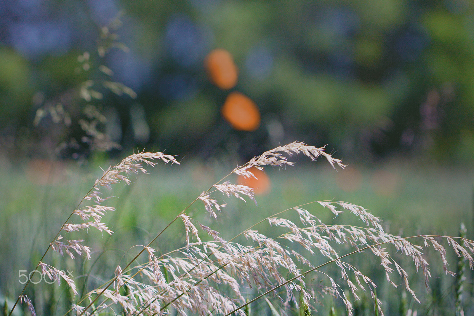 Canon EF 100mm F2.8L Macro IS USM sample photo. Grass #5 photography