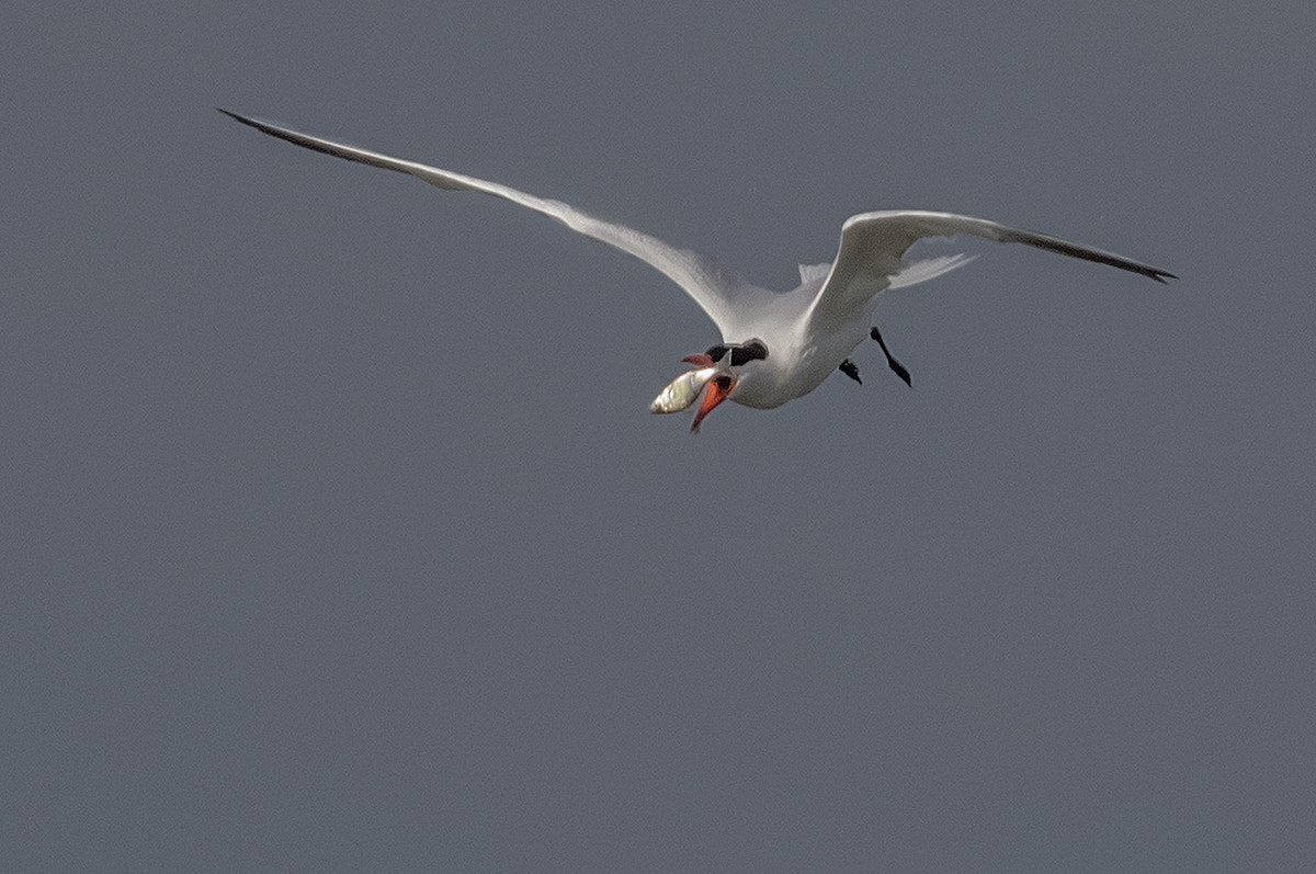 Canon EF 100-400mm F4.5-5.6L IS II USM sample photo. Caspian tern catch & re-catch photography