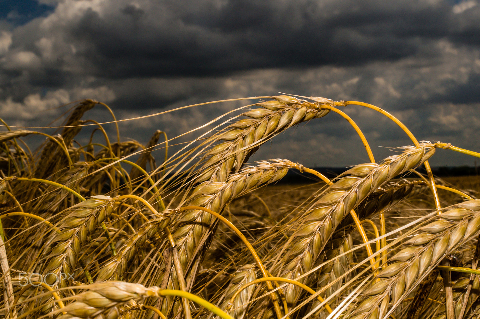 Sony SLT-A37 + Sigma 30mm F1.4 EX DC HSM sample photo. Wheat field photography