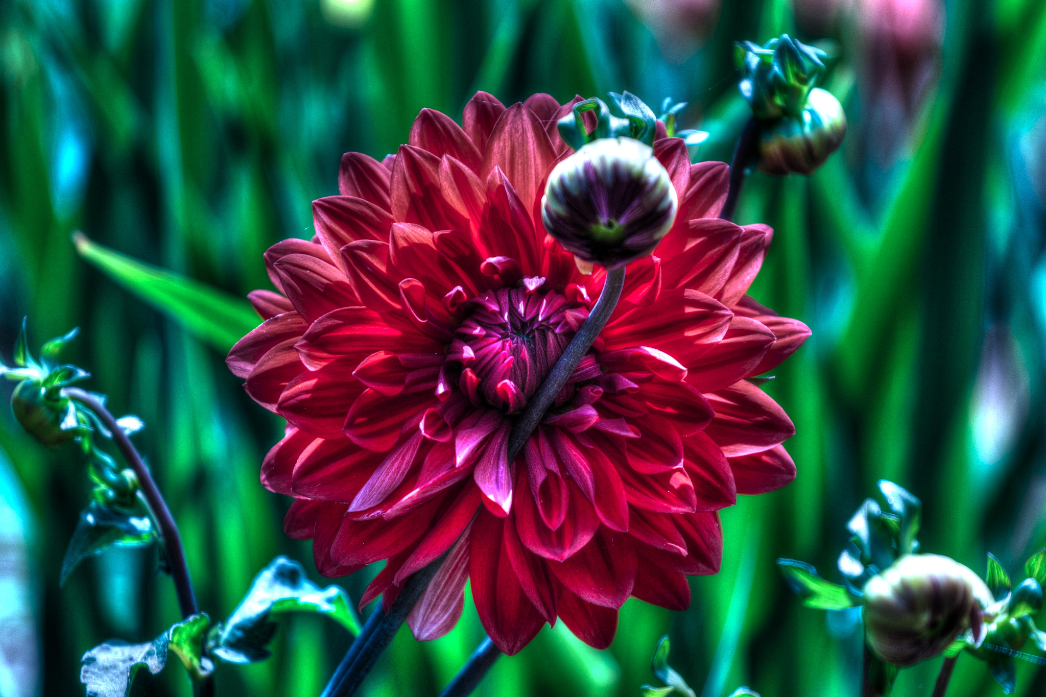 Canon EOS-1D Mark III sample photo. The flower photography