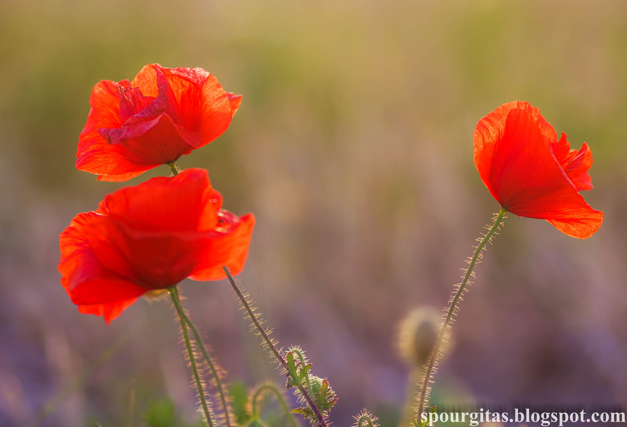 Canon EOS 550D (EOS Rebel T2i / EOS Kiss X4) + Tamron SP AF 90mm F2.8 Di Macro sample photo. Poppys photography