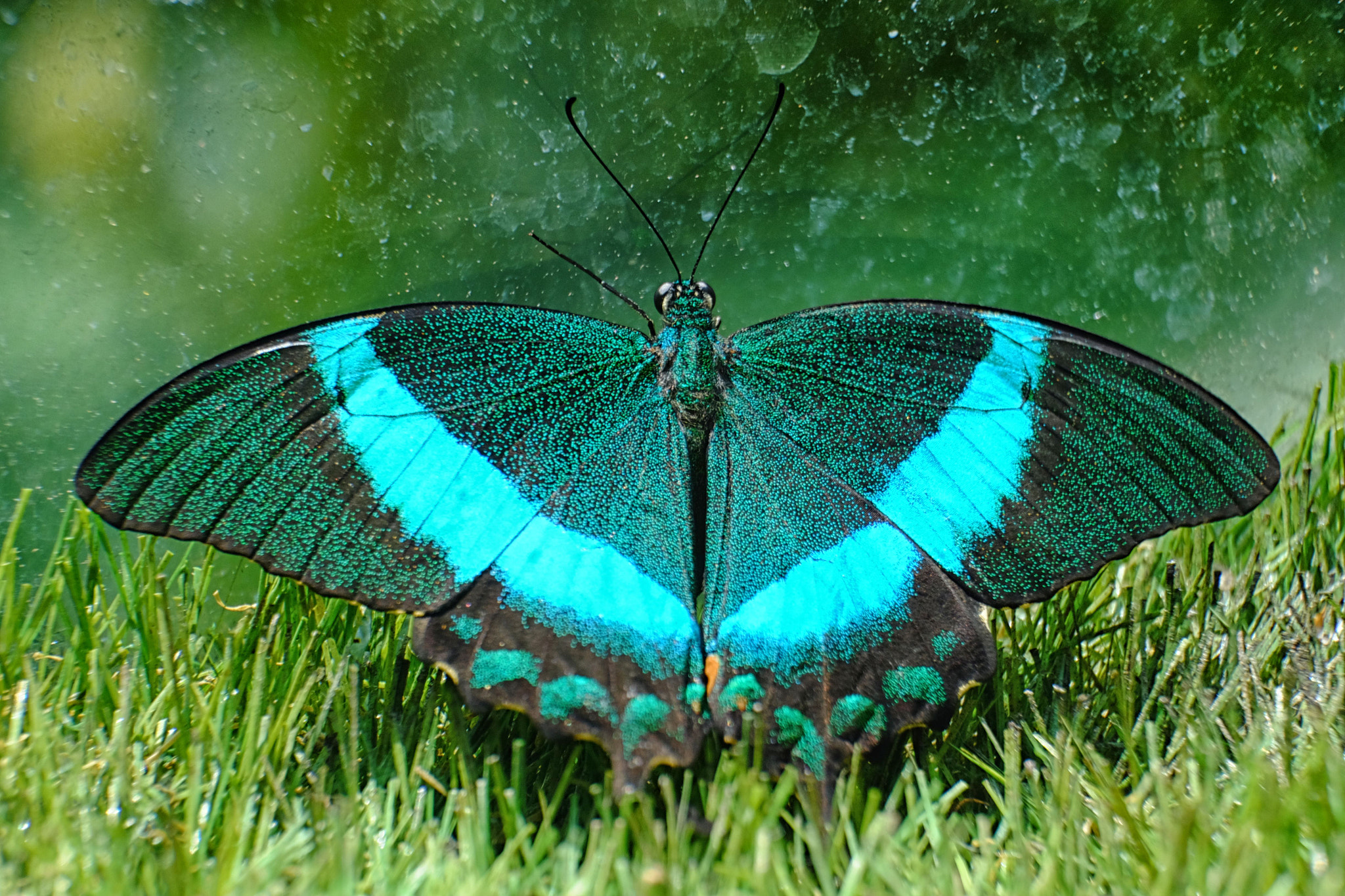 Fujifilm X-M1 + Fujifilm XC 50-230mm F4.5-6.7 OIS sample photo. Butterfly close-up photography