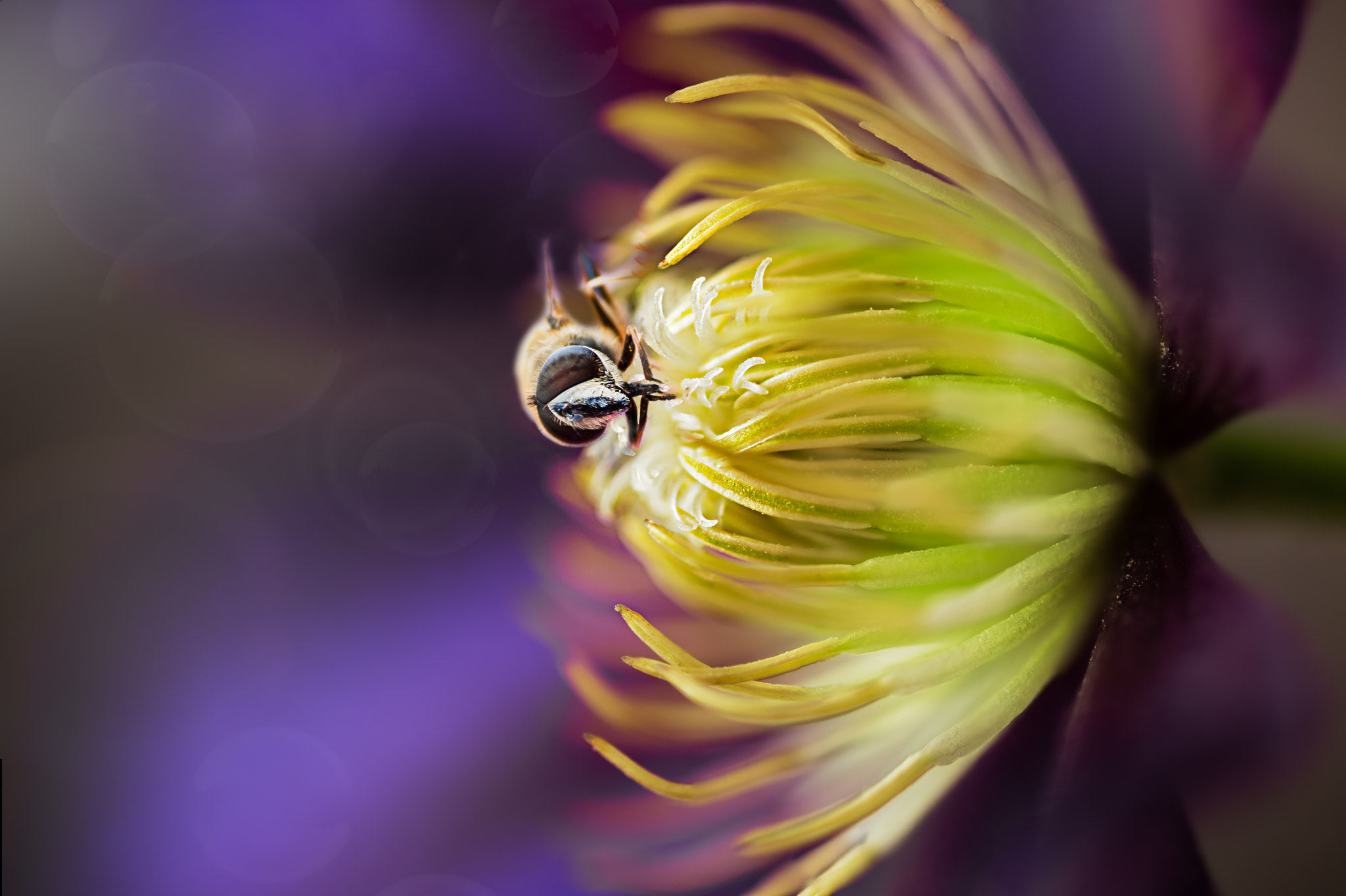 Canon EOS 6D + Sigma 105mm F2.8 EX DG Macro sample photo. Clematis x durandii photography