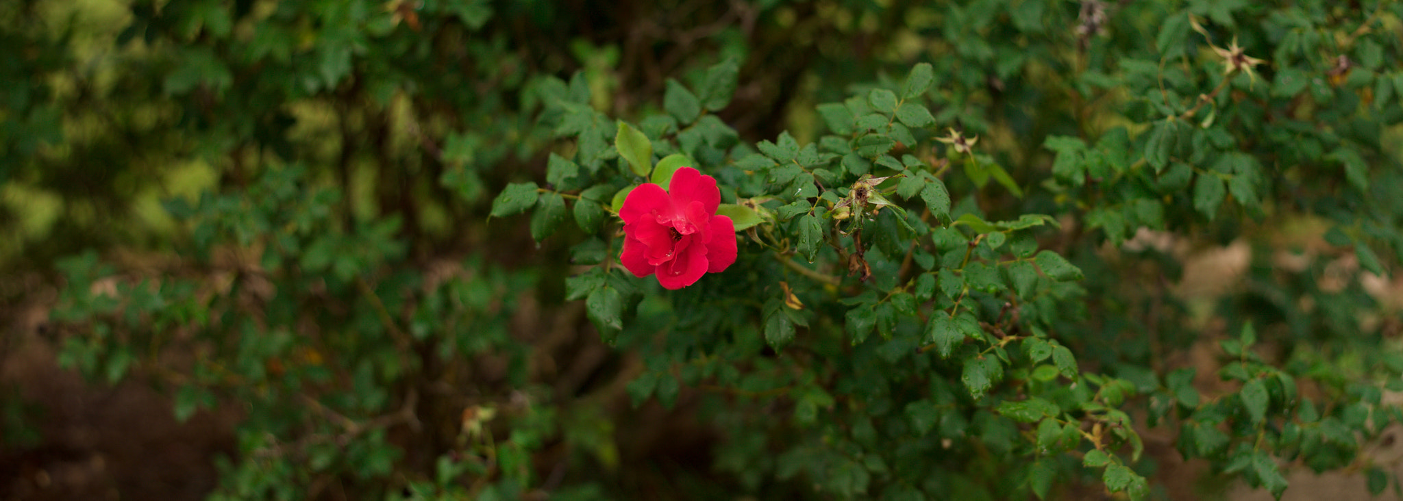 Canon EOS 650D (EOS Rebel T4i / EOS Kiss X6i) + Canon EF 50mm F1.8 II sample photo. Single rose panorama photography