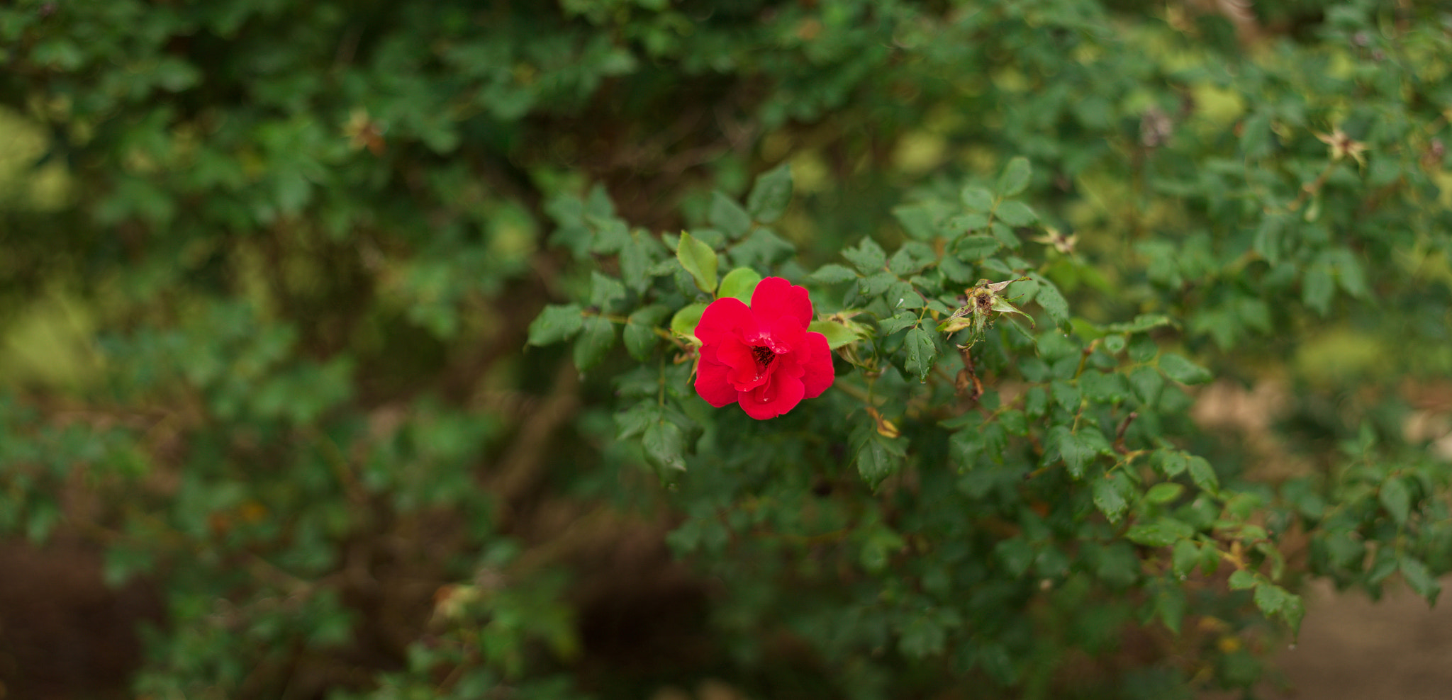 Canon EOS 650D (EOS Rebel T4i / EOS Kiss X6i) + Canon EF 50mm F1.8 II sample photo. Single rose panorama 1 photography
