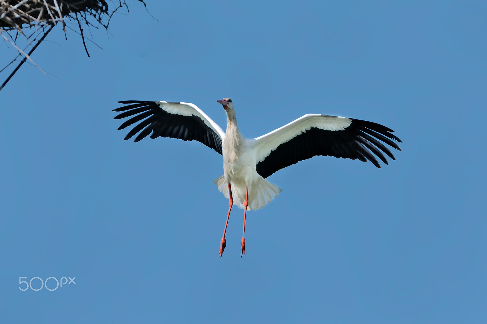 Nikon D300S sample photo. Stork in flight photography