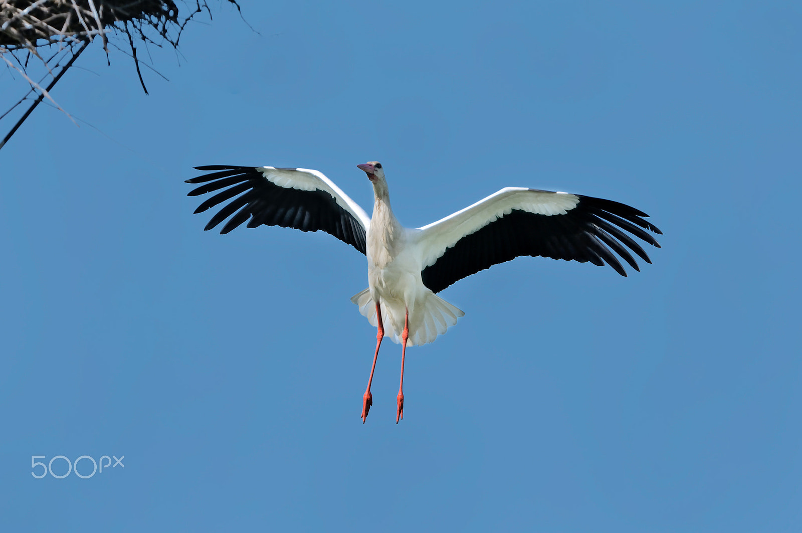 Nikon AF-S Nikkor 400mm F2.8G ED VR II sample photo. Stork in flight photography