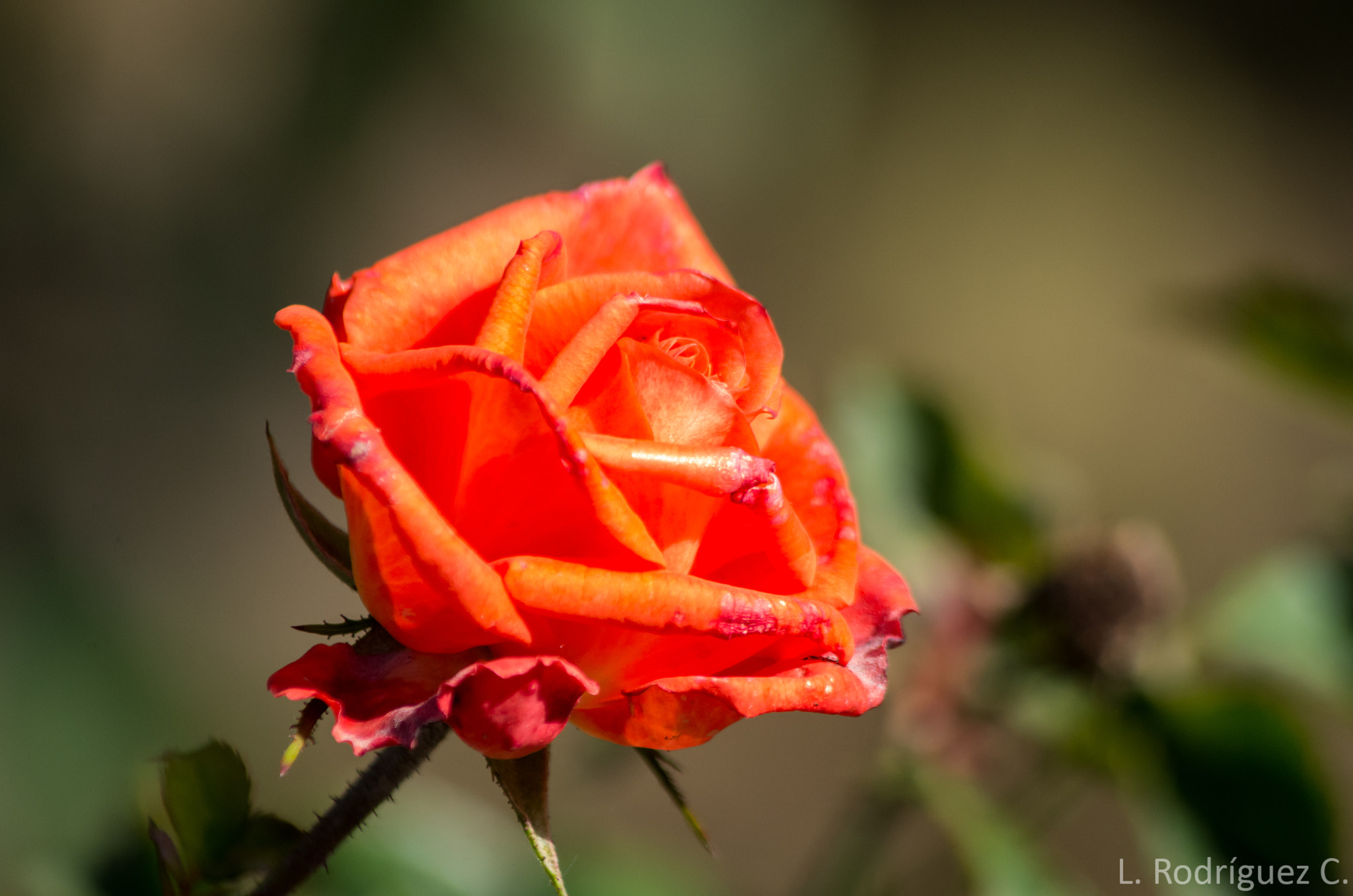 Pentax K-30 sample photo. Orange rose photography