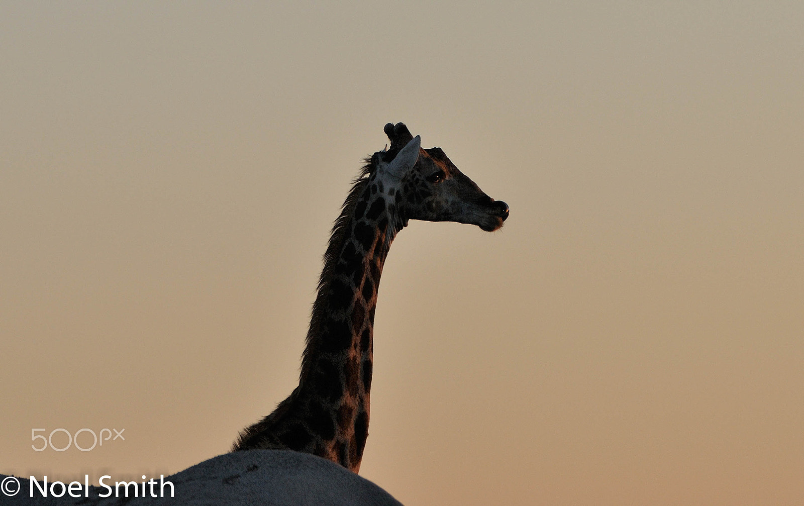 Nikon D300S + Sigma 120-300mm F2.8 EX DG HSM sample photo. 27434245851.jpg photography