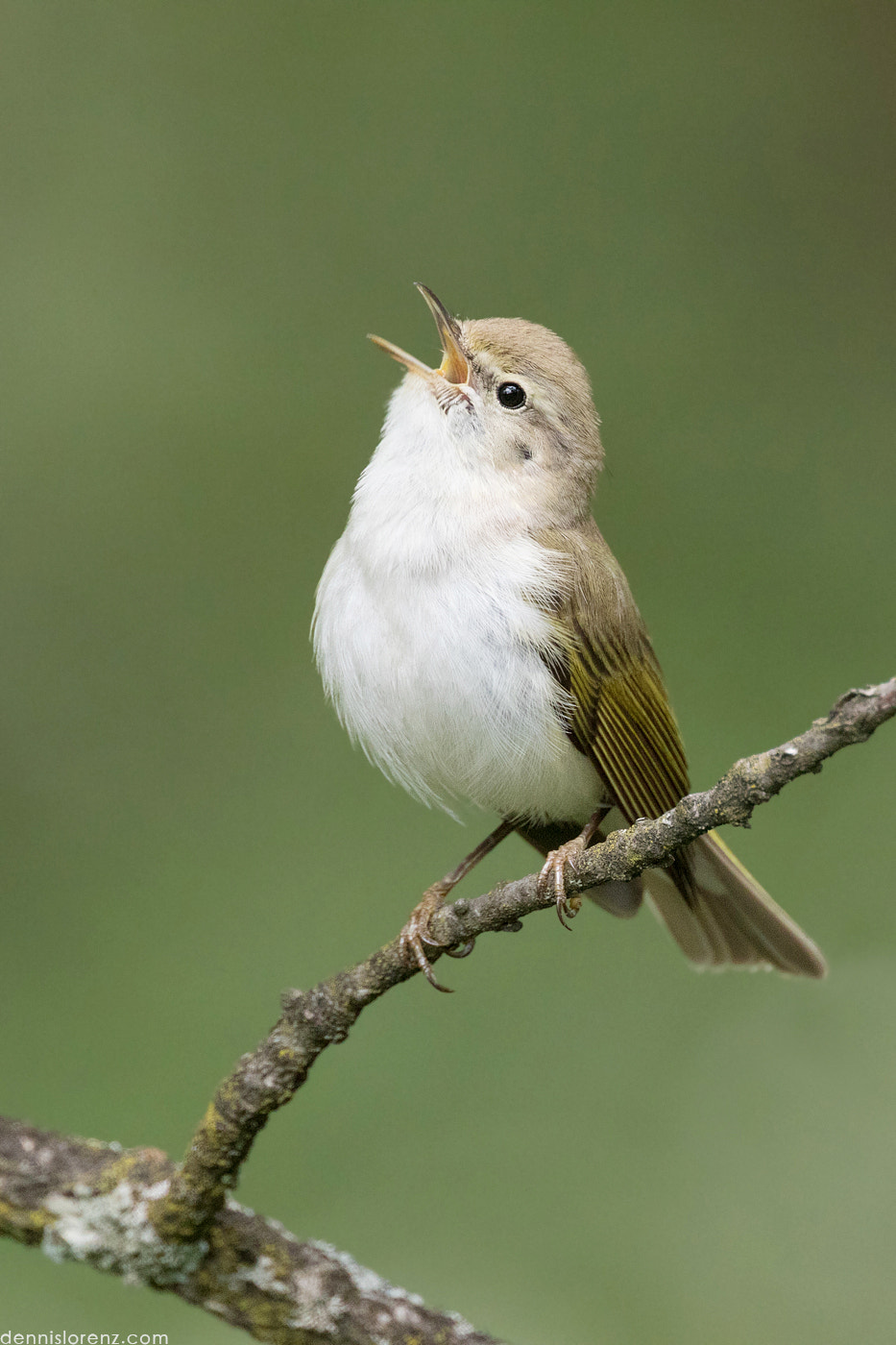 Canon EF 400mm F4 DO IS II USM sample photo. Western bonelli's warbler | berglaubsänger photography