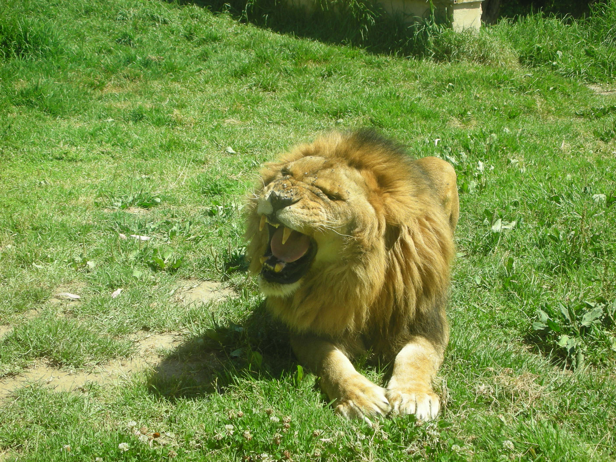 Nikon COOLPIX S5 sample photo. Why the lion roars ? photography