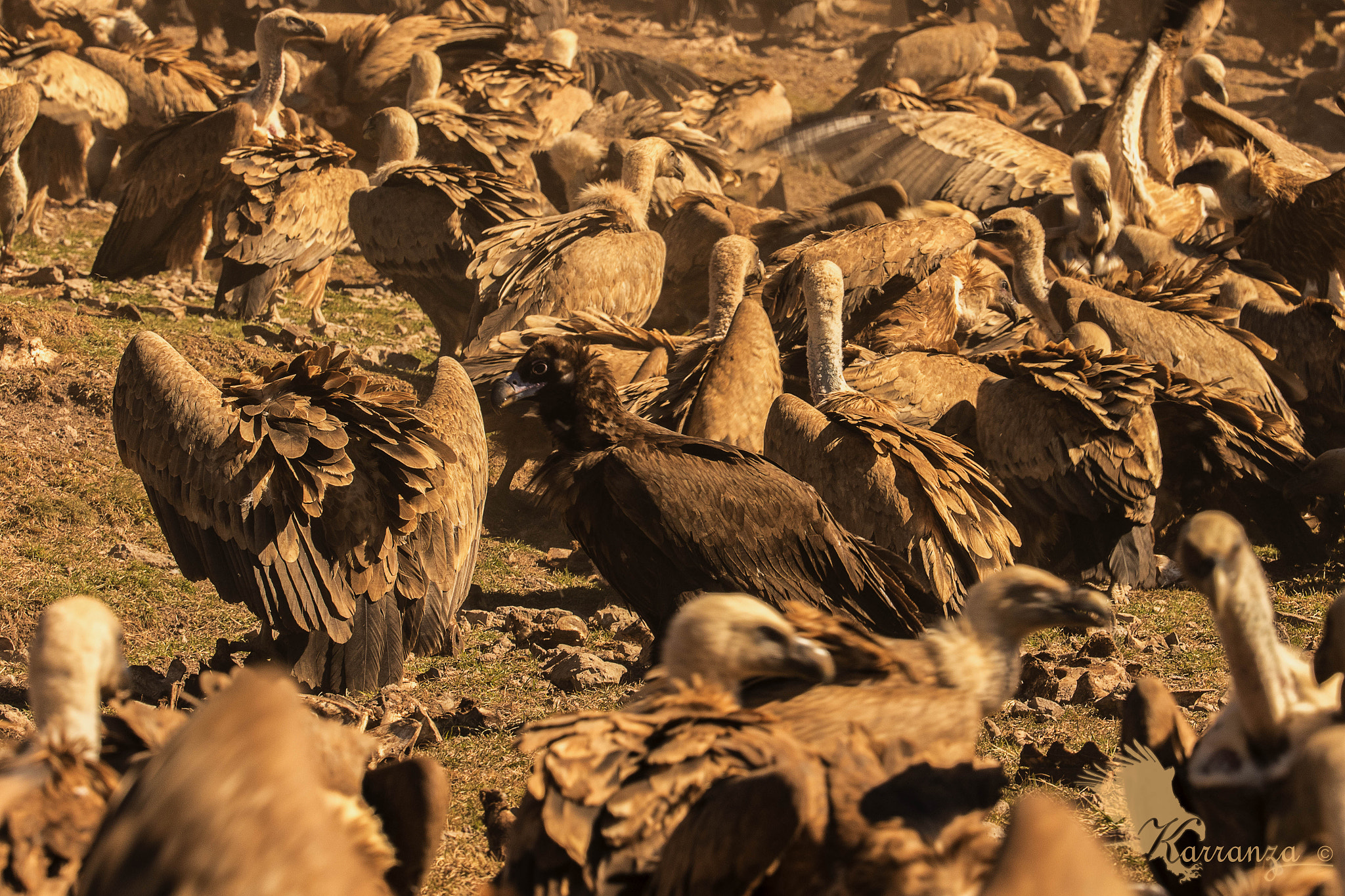 Canon EF 200-400mm F4L IS USM Extender 1.4x sample photo. Gathering of vultures photography