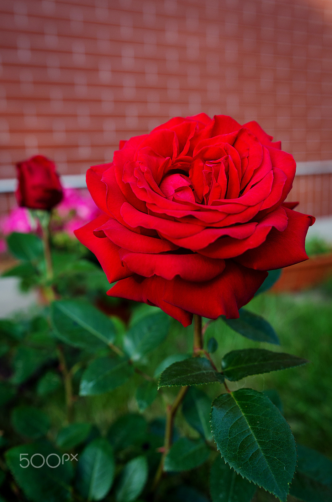 Tamron SP 24-70mm F2.8 Di VC USD sample photo. Deep red photography