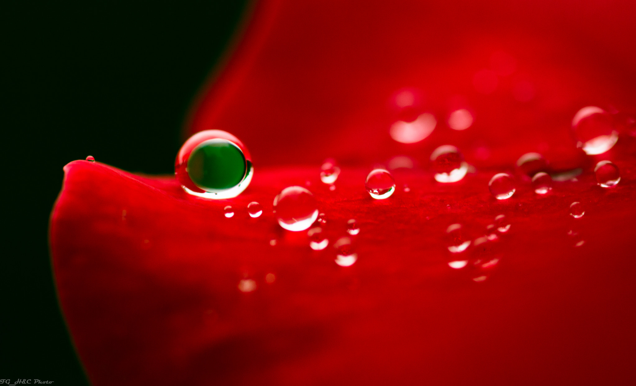 Canon EF 100mm F2.8 Macro USM sample photo. Droplets on red photography