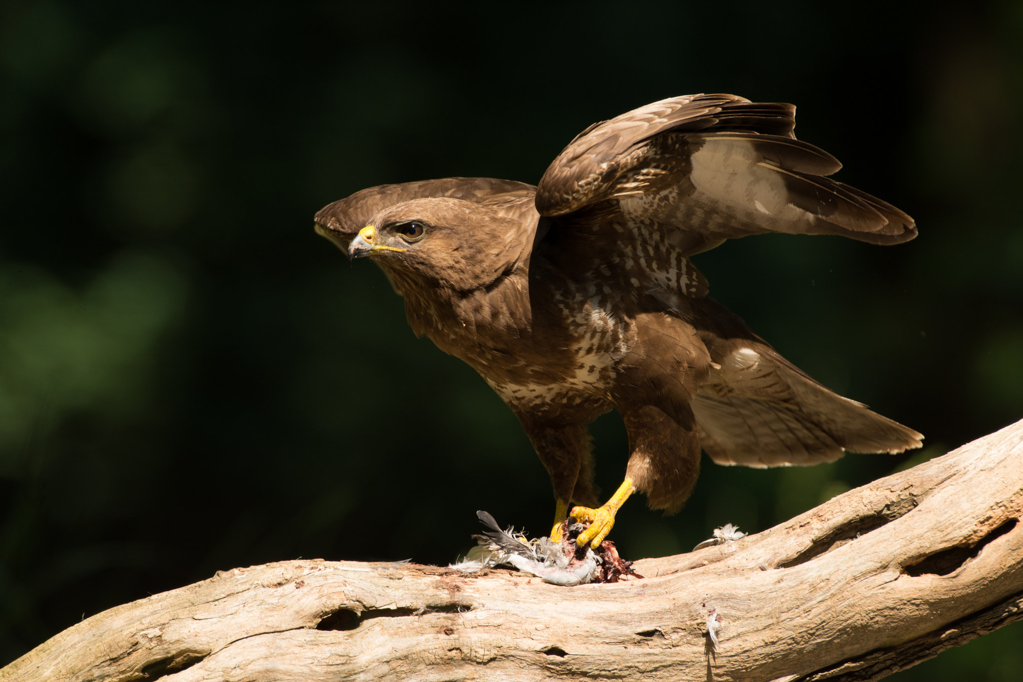 Nikon D600 + Nikon AF-S Nikkor 600mm F4G ED VR sample photo. Buizerd photography