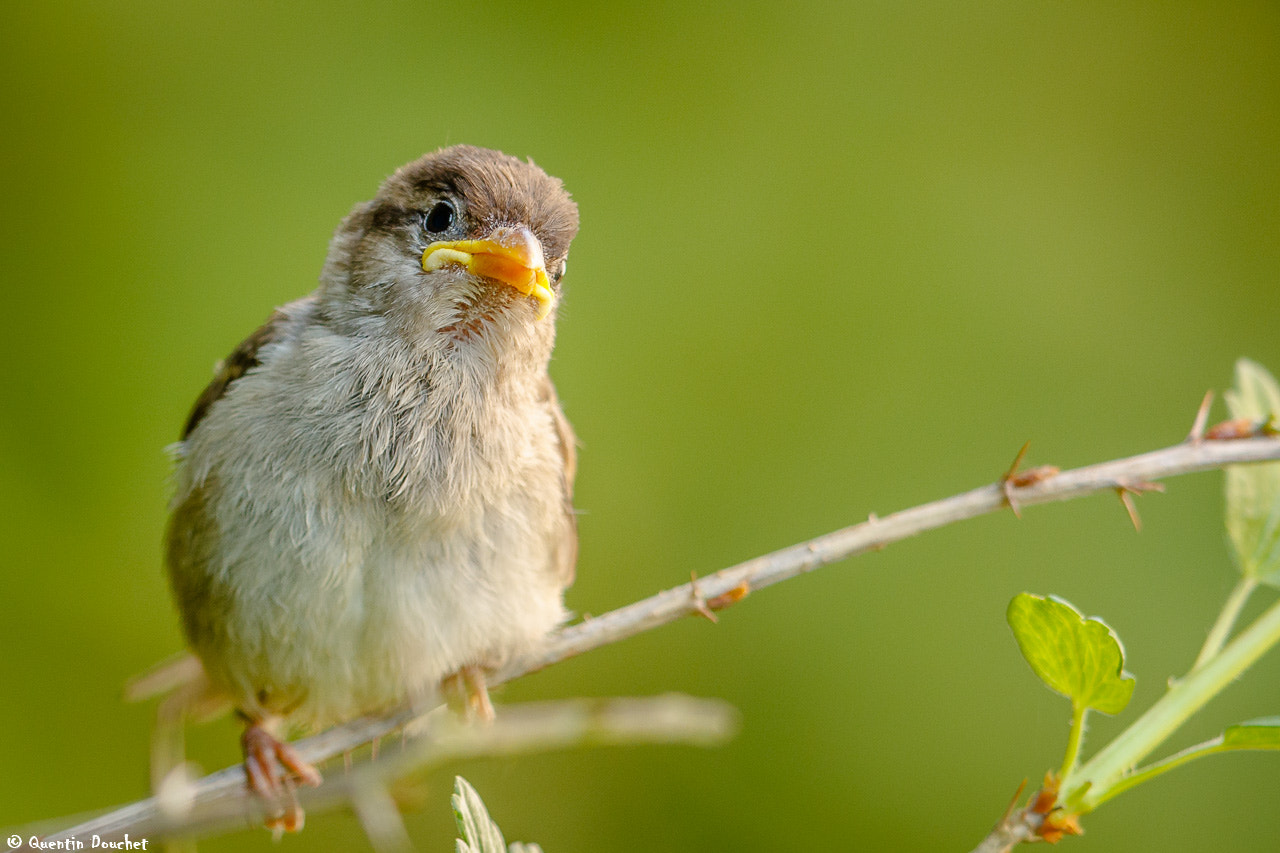 Canon EF 600mm F4L IS II USM sample photo. Jeune moineau photography