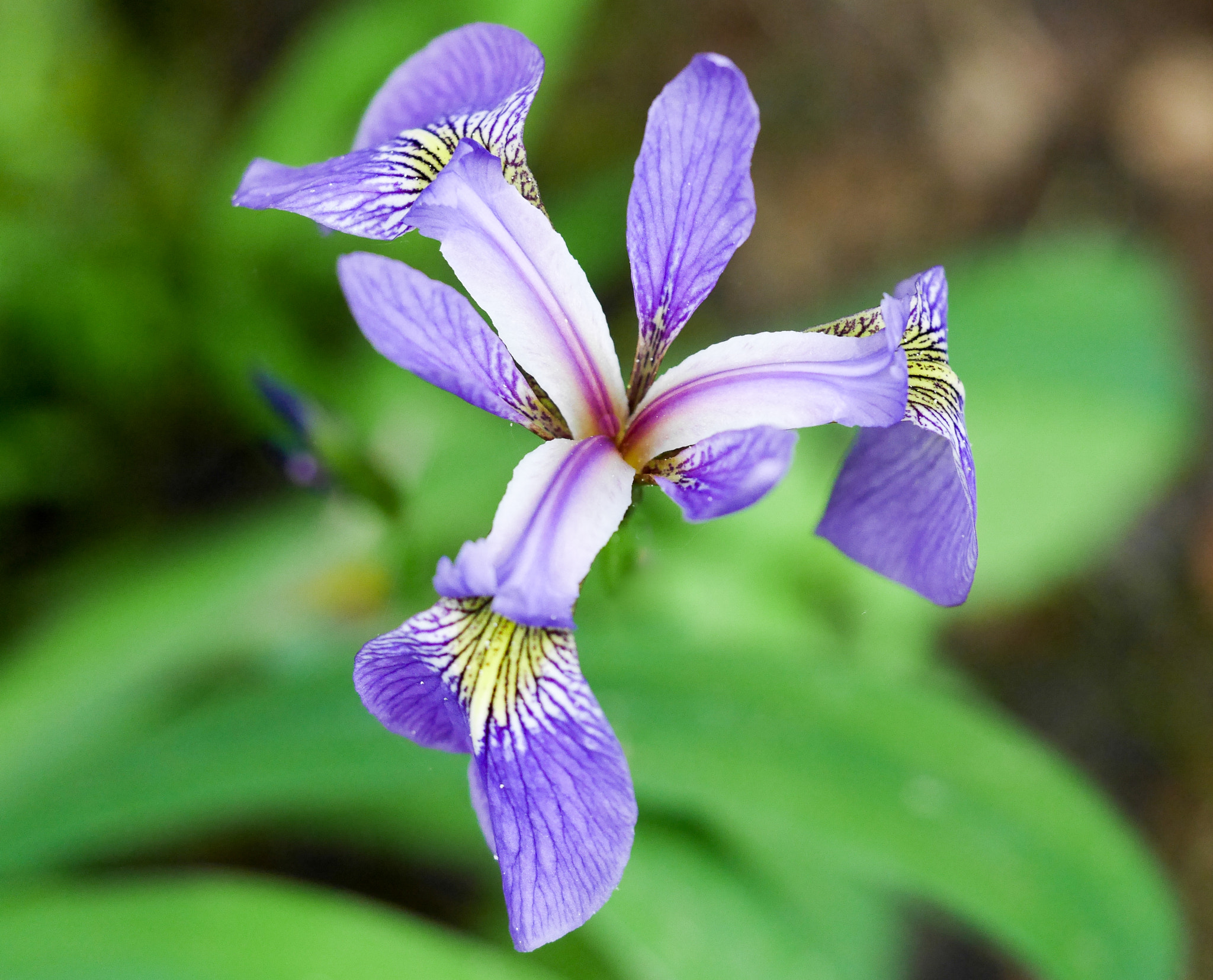 Olympus M.Zuiko Digital ED 60mm F2.8 Macro sample photo. Lone purple lilly photography
