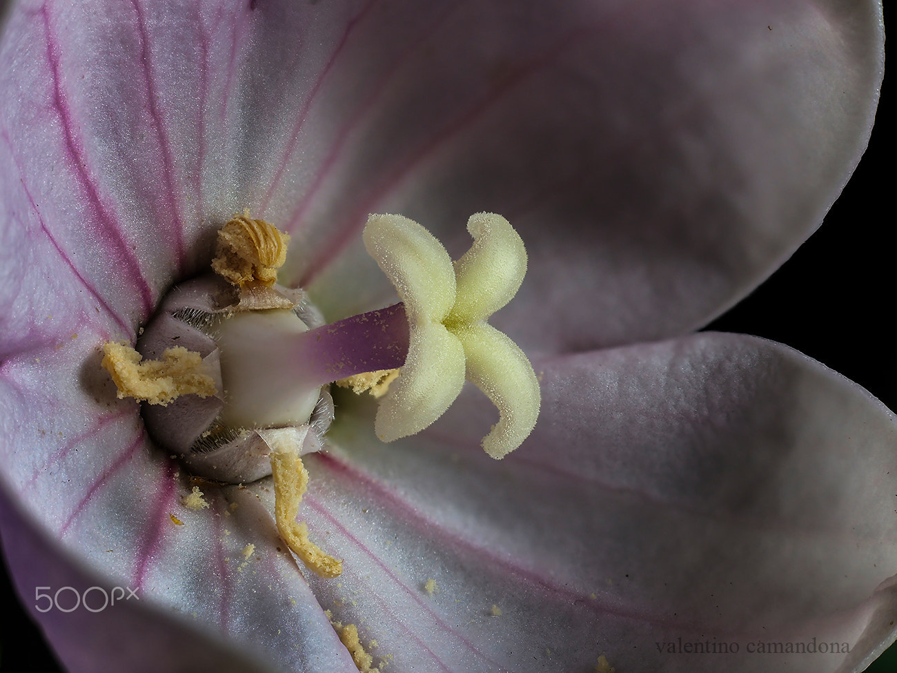 Olympus M.Zuiko Digital ED 60mm F2.8 Macro sample photo. Platycodon stigma ii photography