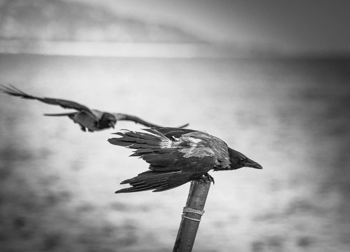 Sony a7R + Sony 75-300mm F4.5-5.6 sample photo. Raging crow photography