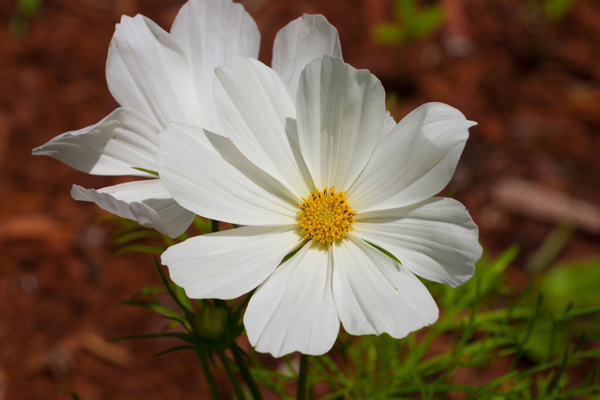 Canon EOS-1D Mark III sample photo. Yellow and white photography