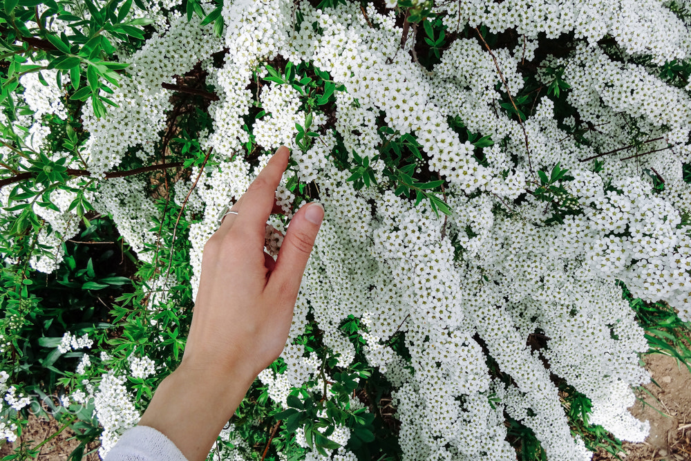 Sony DSC-HX20 sample photo. Spiraea alpine (meadowsweet) spring flower, white blossoming shr photography
