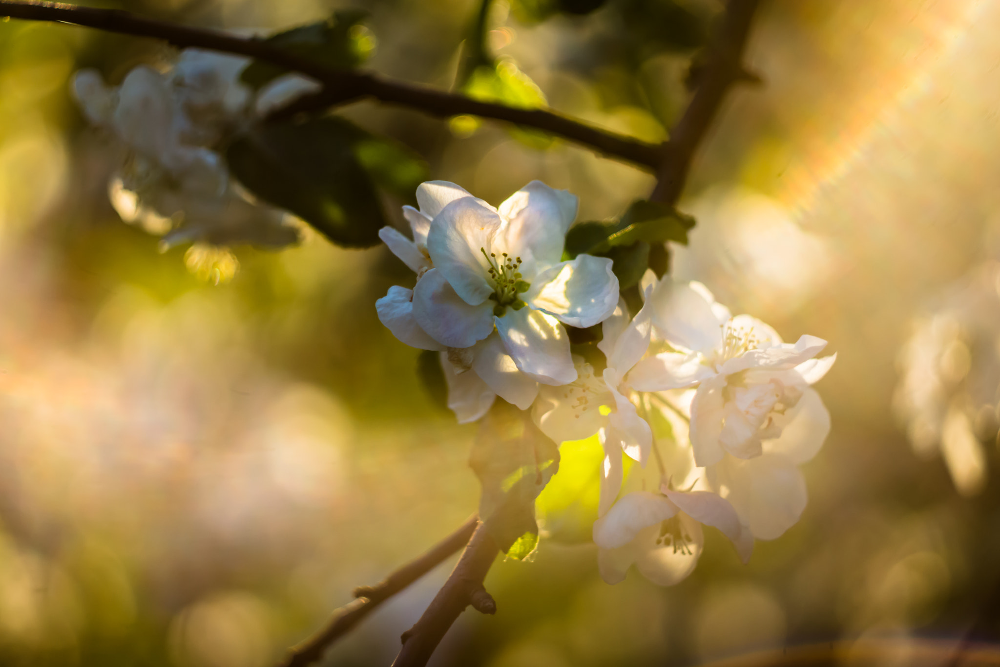 Sony SLT-A77 + Minolta AF 50mm F1.7 sample photo. Sun flare photography