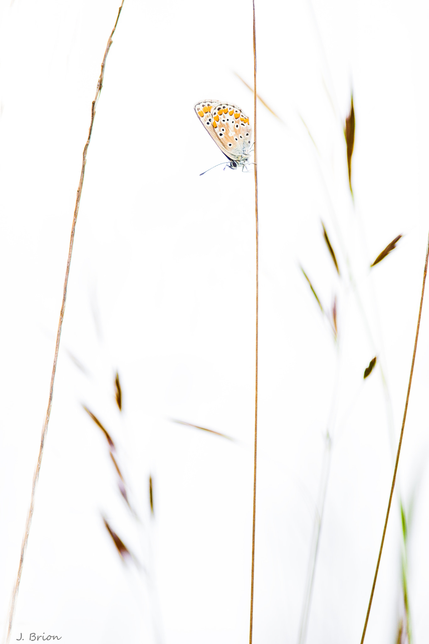 Nikon AF-S Nikkor 300mm F4D ED-IF sample photo. Entre les lignes photography