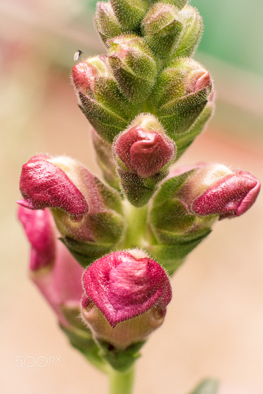 Canon EOS 550D (EOS Rebel T2i / EOS Kiss X4) + Canon EF 50mm F1.4 USM sample photo. Lost in my mam's garden photography