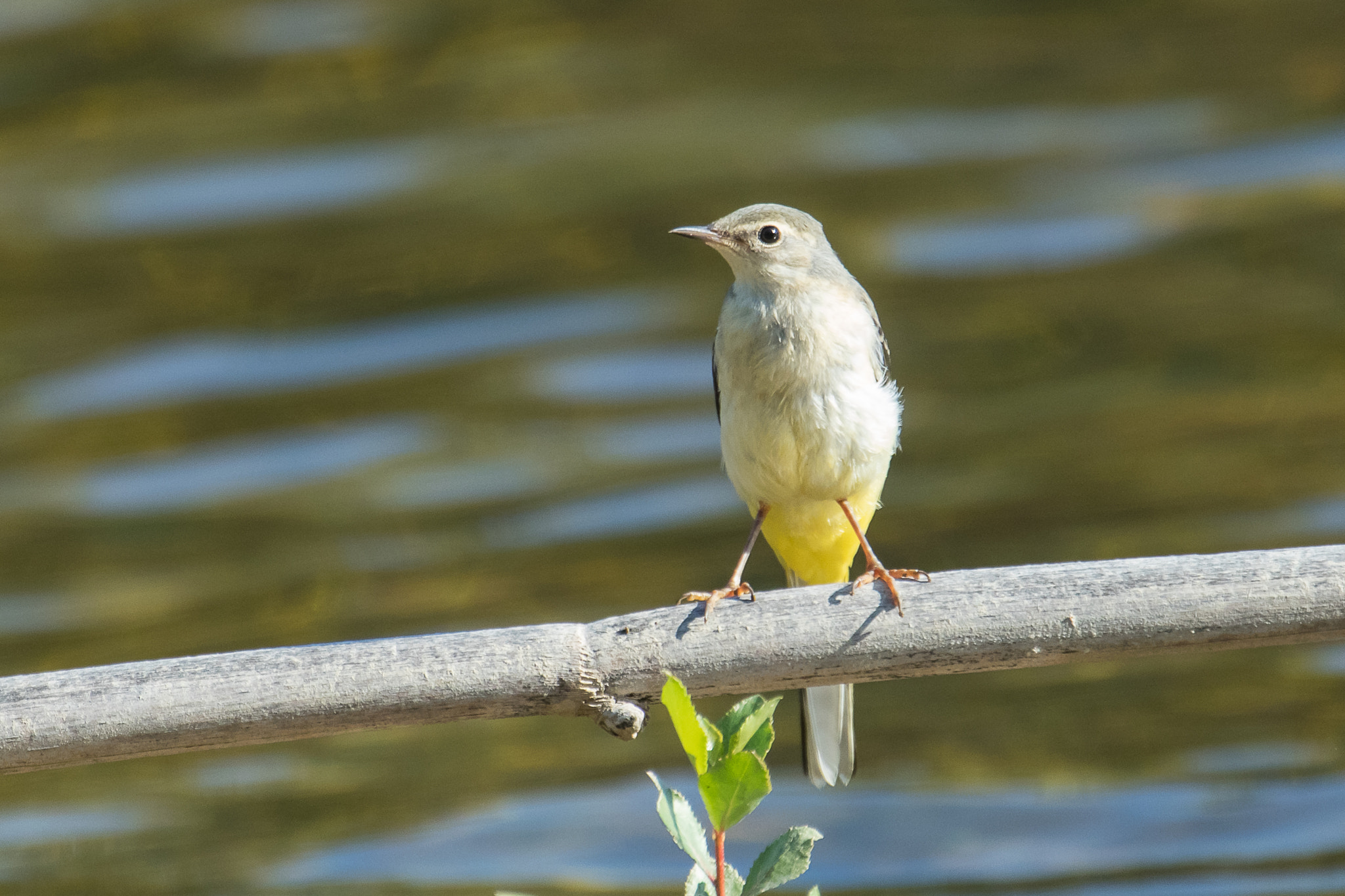 Canon EF 100-400mm F4.5-5.6L IS USM sample photo. Bergeronnette  des  ruisseaux  photography