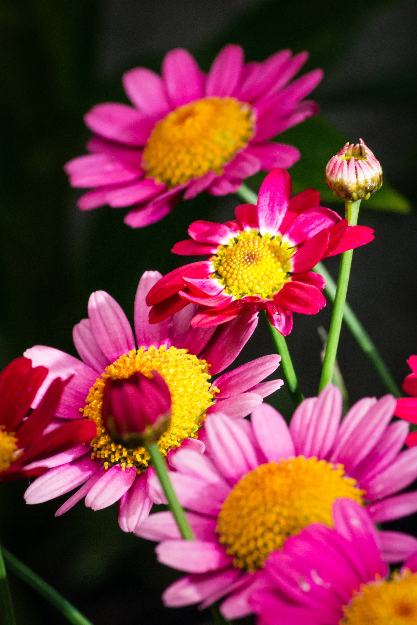 Pentax K-5 IIs sample photo. In the garden photography