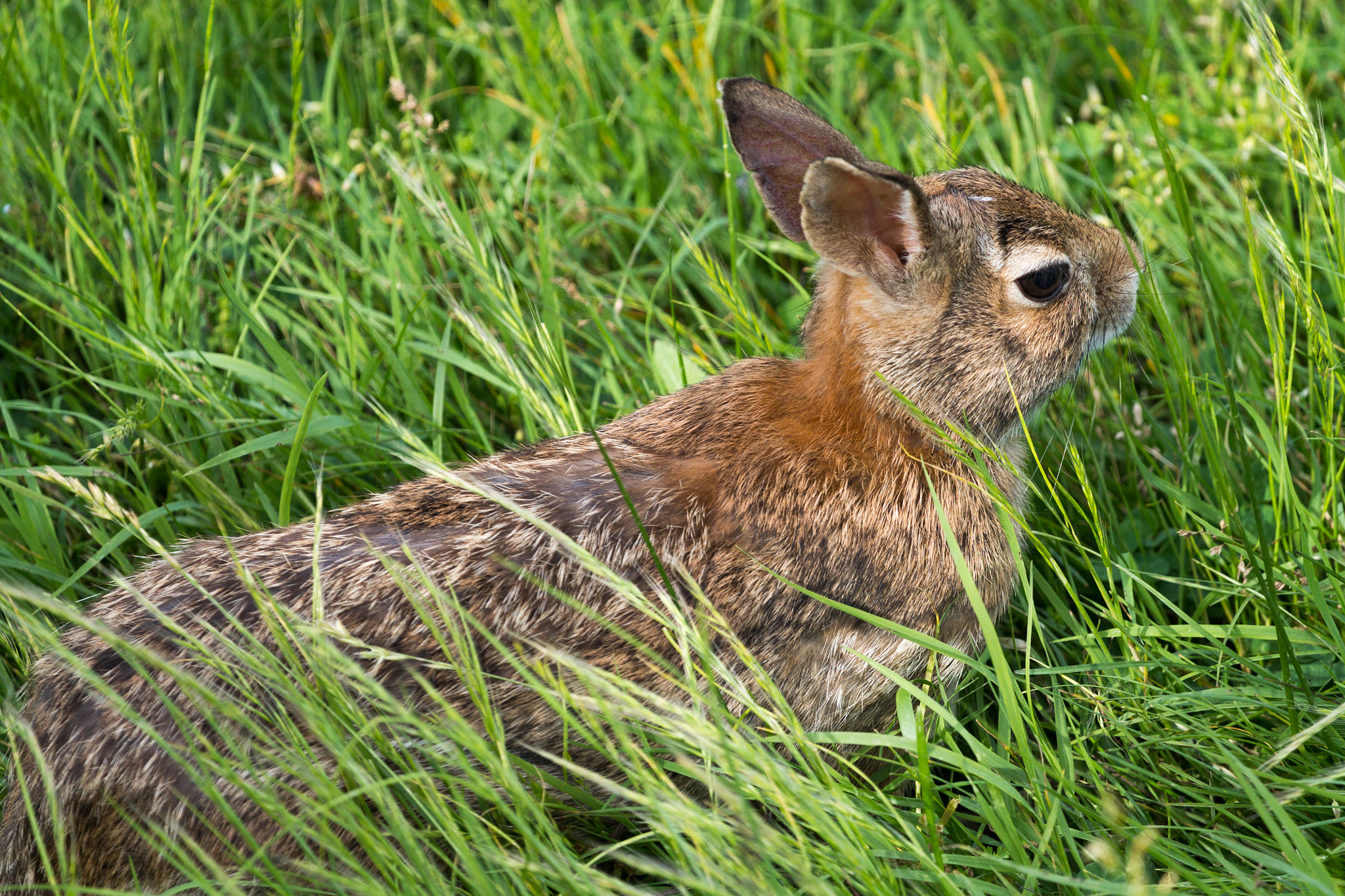 Canon EF 100-400mm F4.5-5.6L IS USM sample photo. Rabbit photography