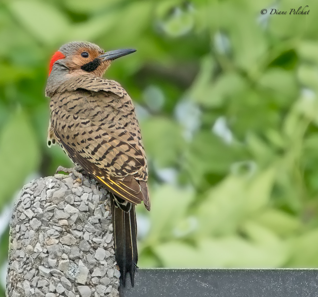 Canon EOS 7D Mark II + Canon EF 100-400mm F4.5-5.6L IS II USM sample photo. Northern flicker photography