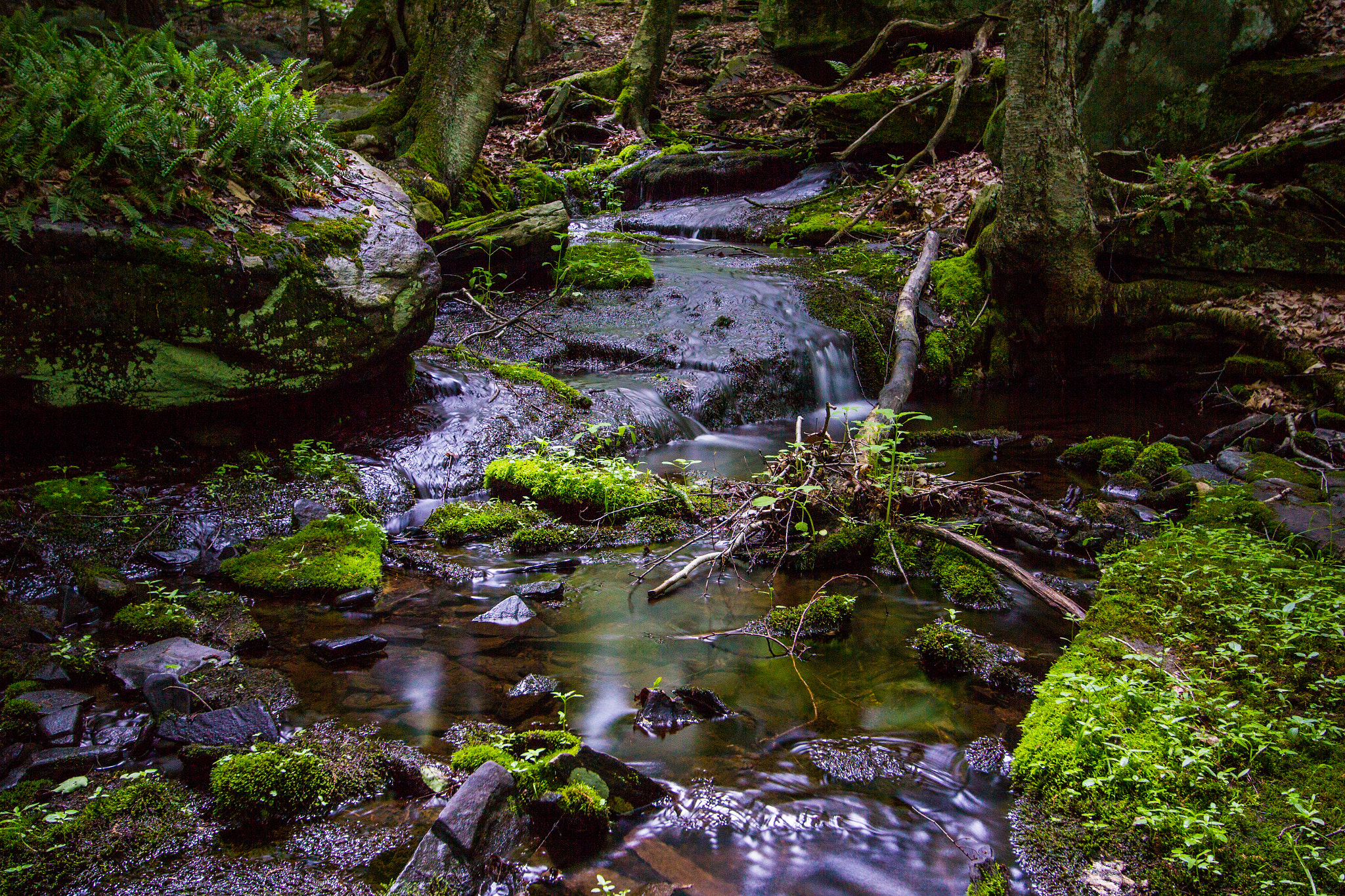 Canon EF-S 10-22mm F3.5-4.5 USM sample photo. Flowing forest brook photography