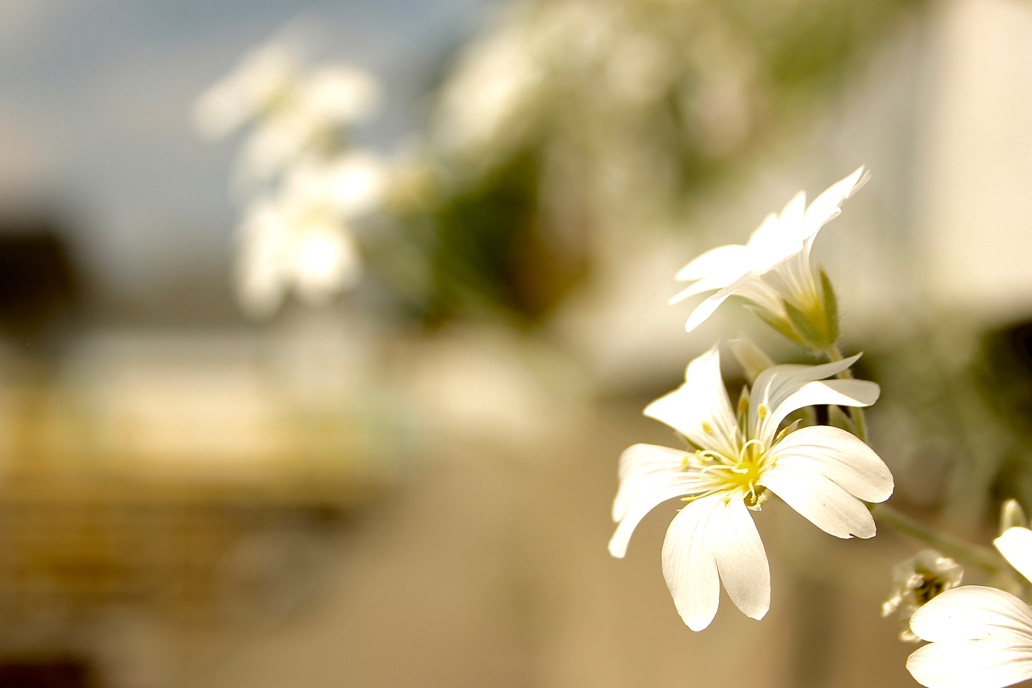 Canon EF-S 18-55mm F3.5-5.6 sample photo. Flower photography
