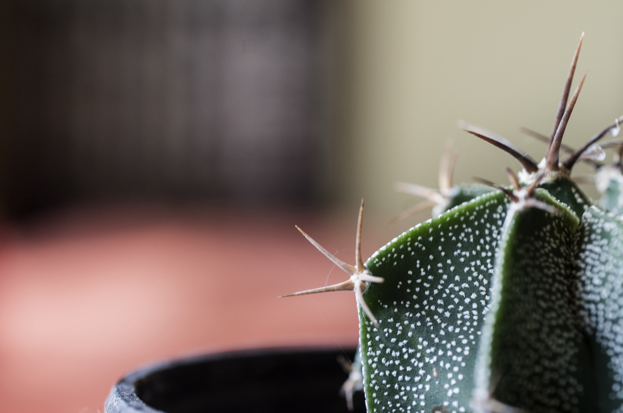 Nikon D90 + Nikon AF Micro-Nikkor 60mm F2.8D sample photo. Cactus. photography