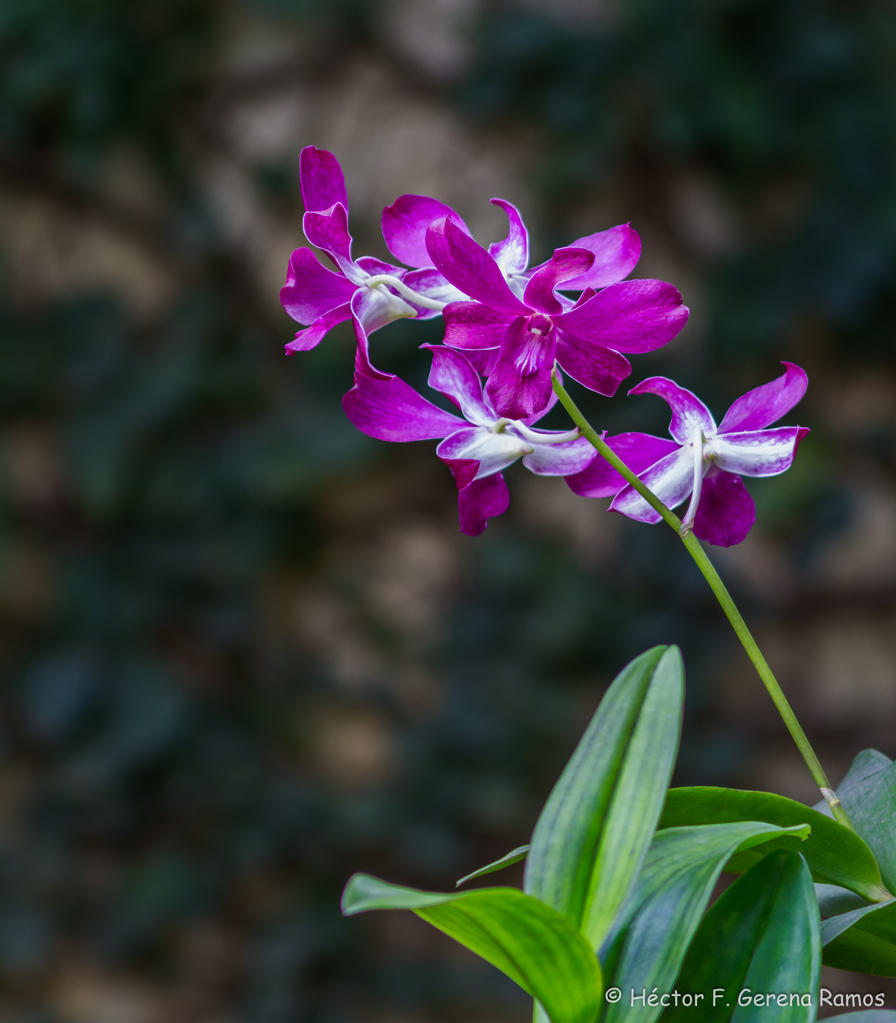 Canon EF 300mm F4L IS USM sample photo. @ a distance photography