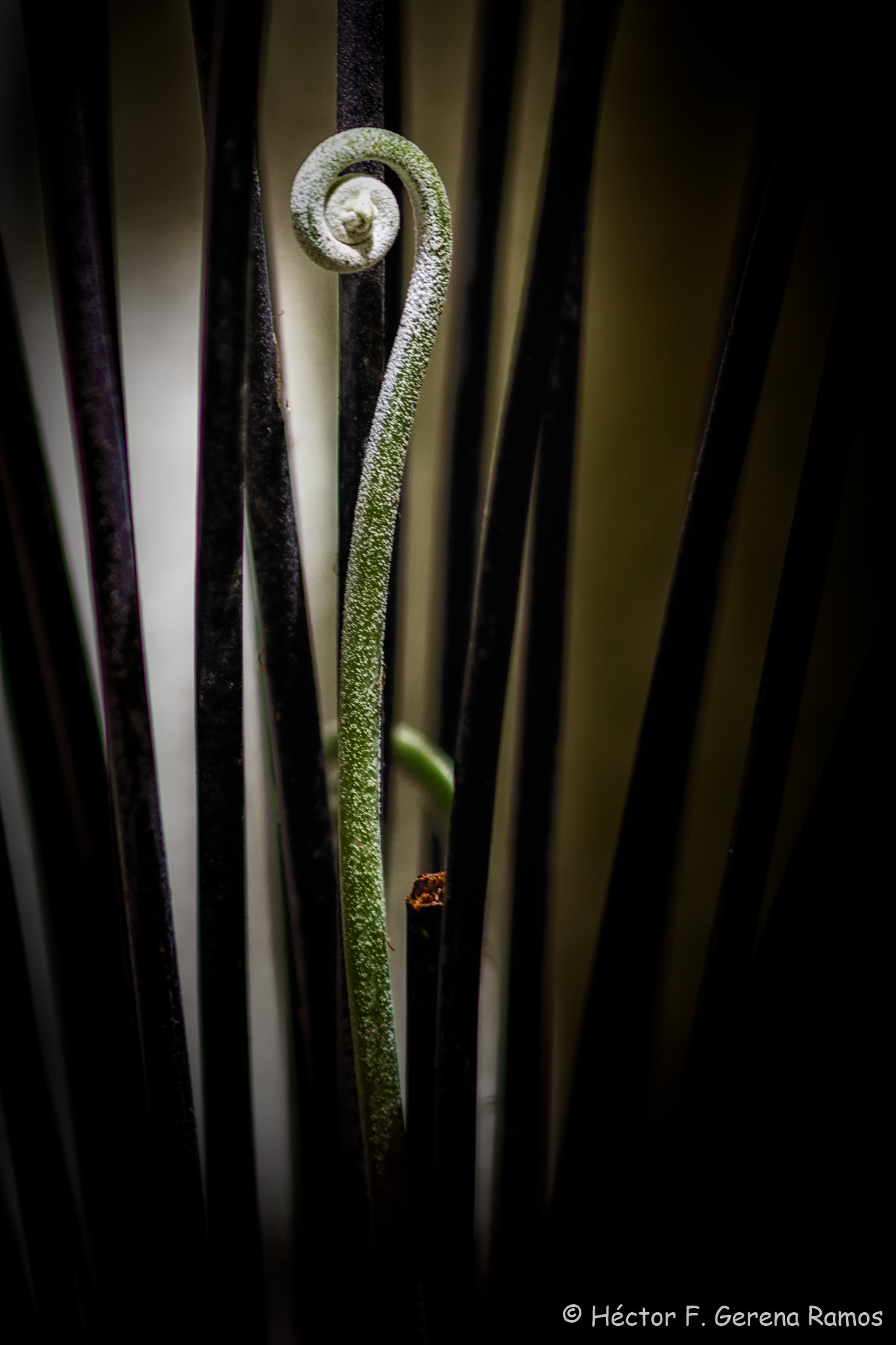 Canon EF 300mm F4L IS USM sample photo. Growing photography