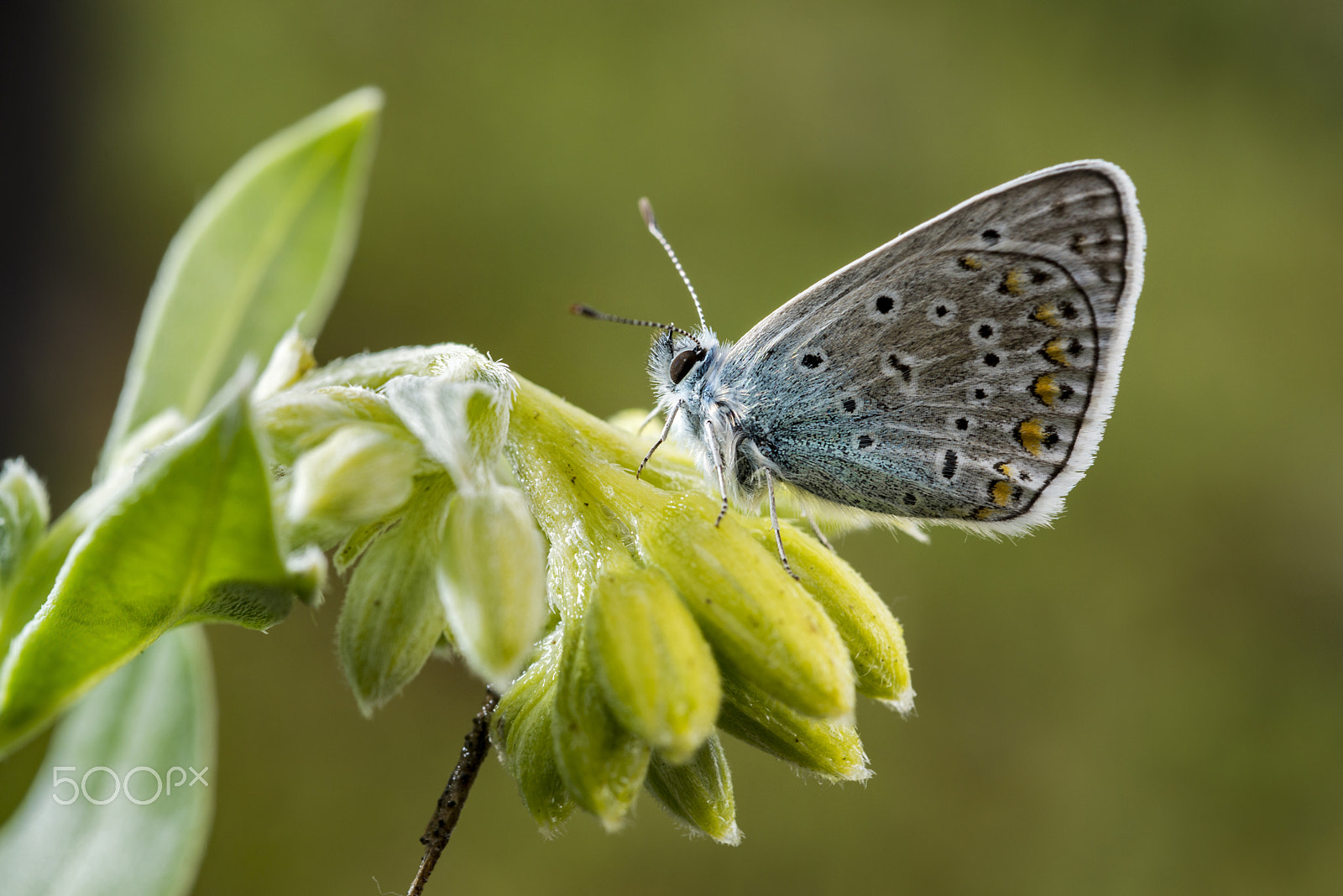 Nikon D800E + Nikon AF Micro-Nikkor 60mm F2.8D sample photo. Butterfly photography