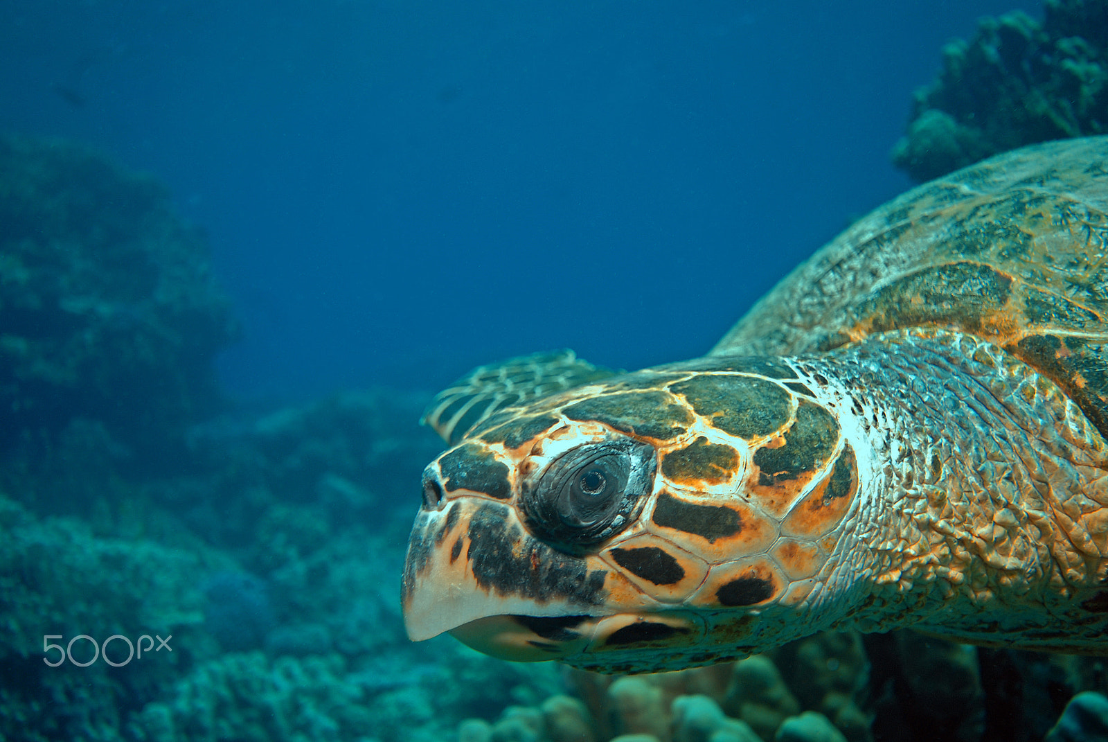 Nikon D200 + Nikon AF-S DX Nikkor 10-24mm F3-5-4.5G ED sample photo. Face to face with turtle photography