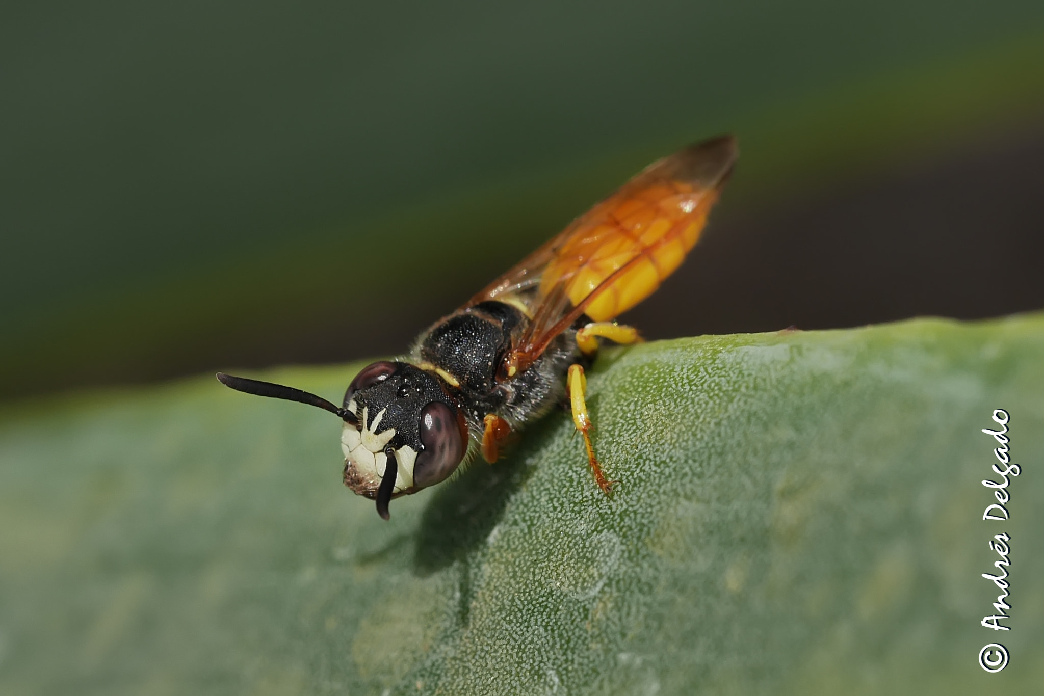 Panasonic Lumix DMC-GM1 sample photo. Phyllanthus triangulum. amarilla golf. tenerife photography