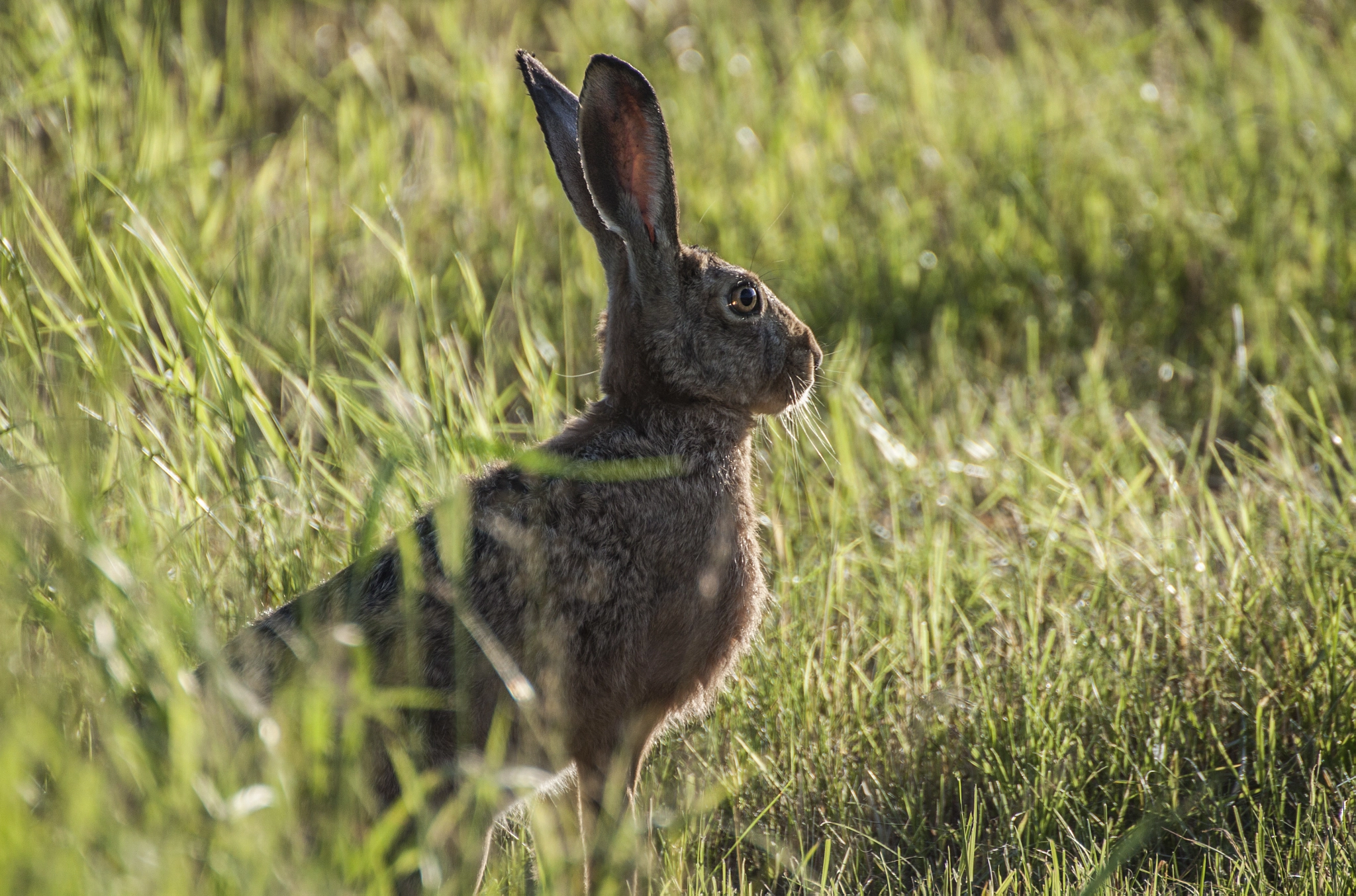 Canon EOS 500D (EOS Rebel T1i / EOS Kiss X3) sample photo. Bunny photography