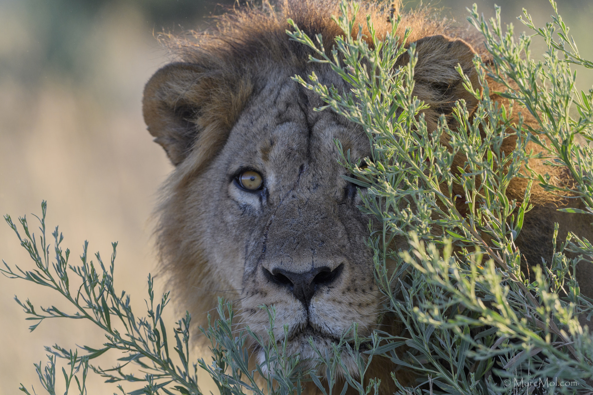 Nikon AF-S Nikkor 400mm F2.8E FL ED VR sample photo. Peek-a-boo photography