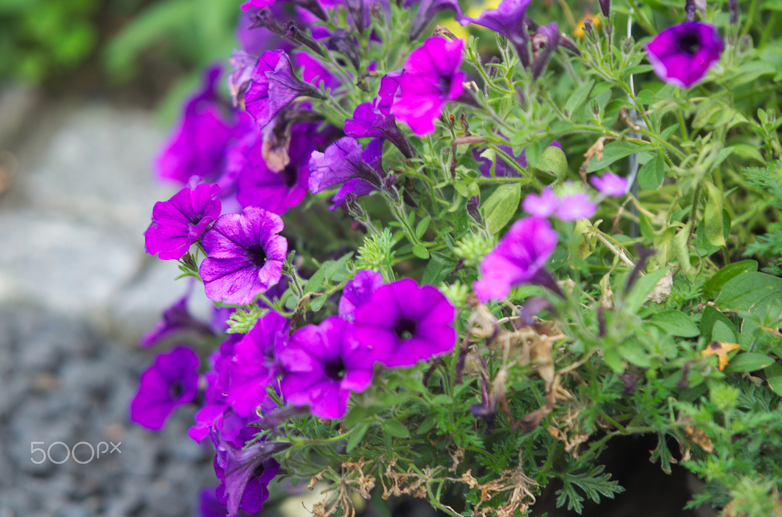 Sigma 70-200mm F2.8 EX DG Macro HSM II sample photo. Flowers photography
