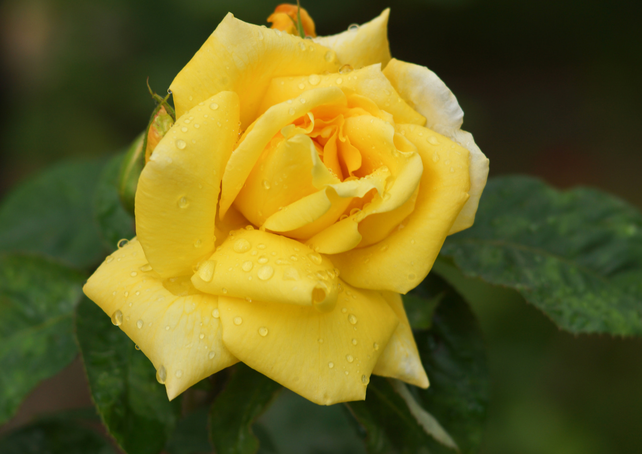 Sony SLT-A65 (SLT-A65V) + Sony 85mm F2.8 SAM sample photo. Yellow rose after the rain photography