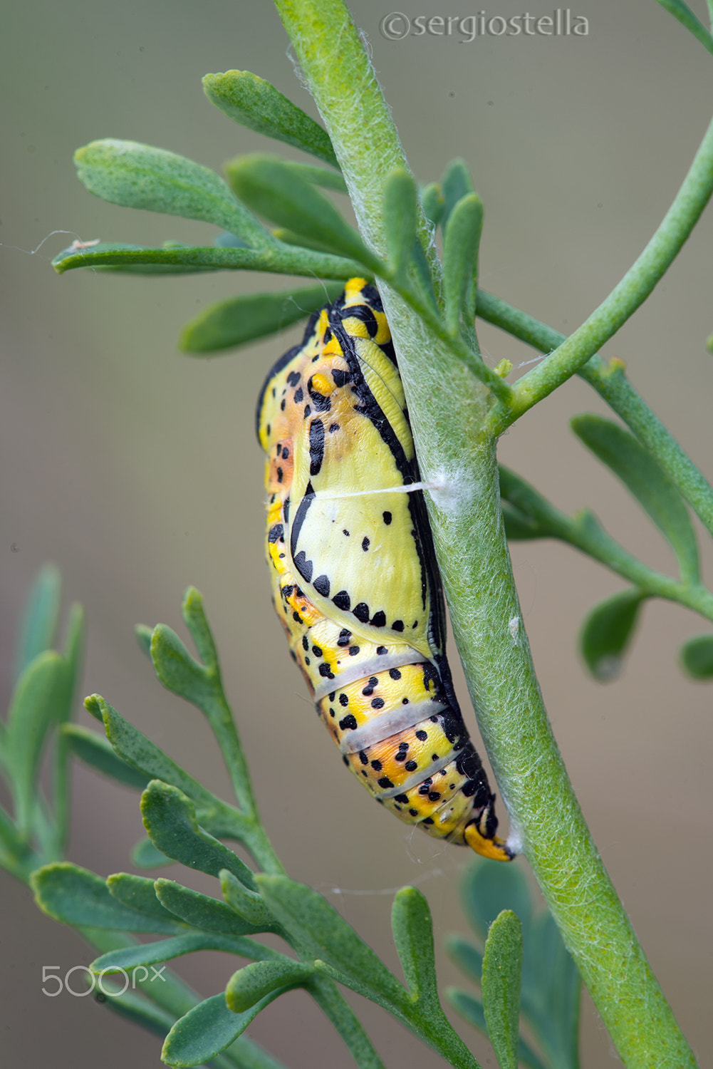 Sigma 150mm F2.8 EX DG Macro HSM sample photo. Crisalide pieride del biancospino__ photography