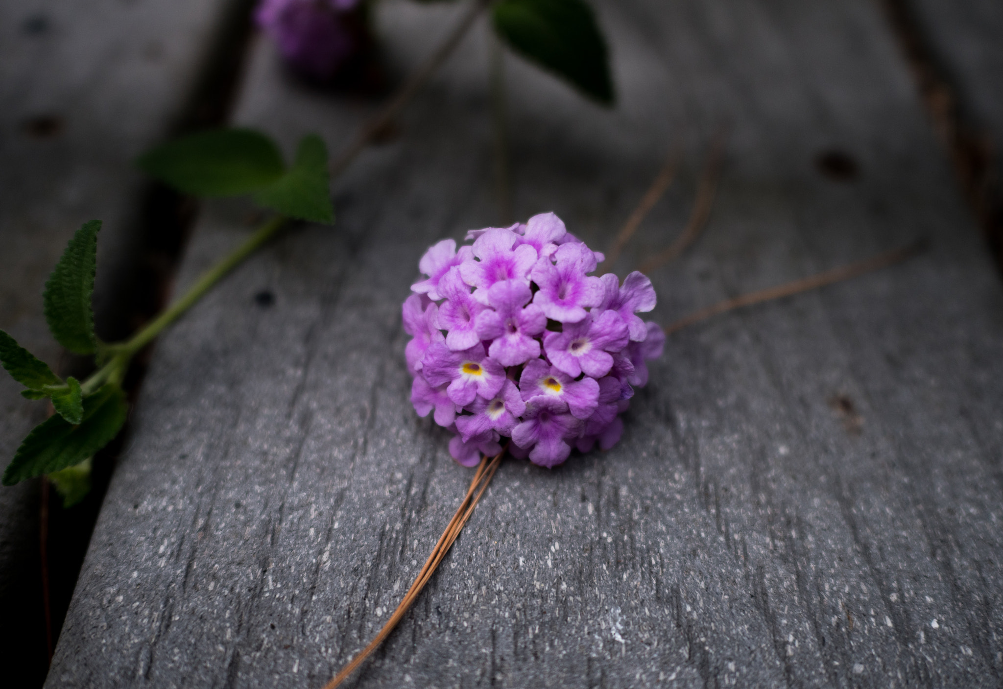 Panasonic Lumix DMC-GX8 + LEICA DG SUMMILUX 15/F1.7 sample photo. Buds on a plank photography