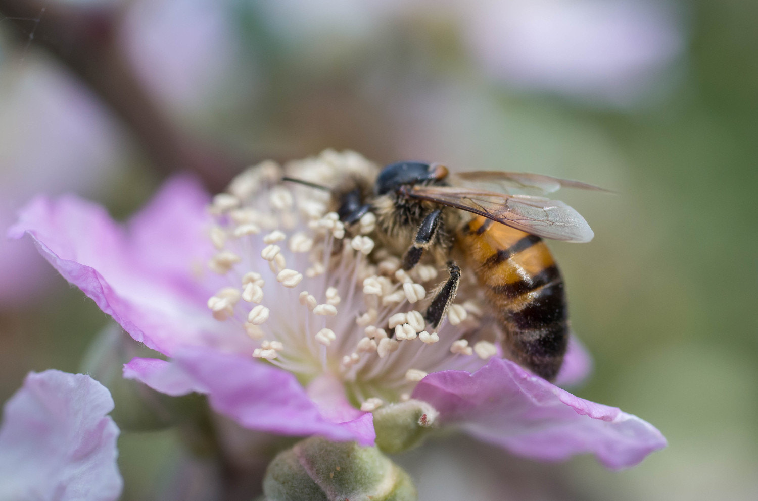 Pentax K-500 + Pentax smc D-FA 50mm F2.8 Macro sample photo. Collecting pollen photography